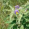 Fotografia 11 da espécie Solanum elaeagnifolium do Jardim Botânico UTAD