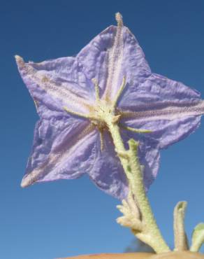 Fotografia 12 da espécie Solanum elaeagnifolium no Jardim Botânico UTAD