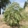 Fotografia 13 da espécie Solanum elaeagnifolium do Jardim Botânico UTAD