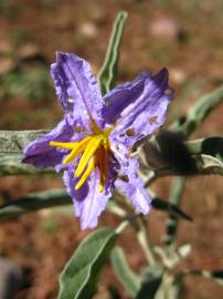 Fotografia da espécie Solanum elaeagnifolium