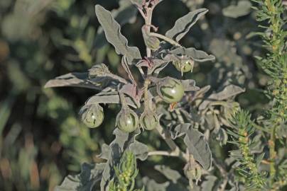 Fotografia da espécie Solanum elaeagnifolium