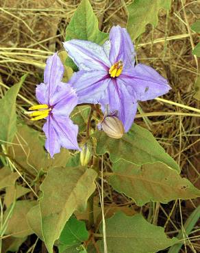 Fotografia 16 da espécie Solanum elaeagnifolium no Jardim Botânico UTAD