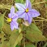 Fotografia 16 da espécie Solanum elaeagnifolium do Jardim Botânico UTAD