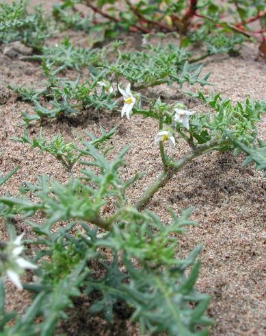 Fotografia de capa Solanum triflorum - do Jardim Botânico