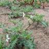Fotografia 1 da espécie Solanum triflorum do Jardim Botânico UTAD