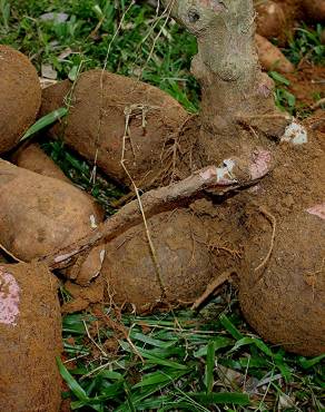 Fotografia 5 da espécie Manihot esculenta no Jardim Botânico UTAD