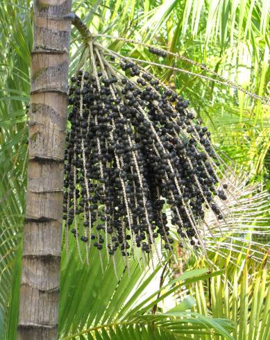 Fotografia de capa Euterpe oleracea - do Jardim Botânico