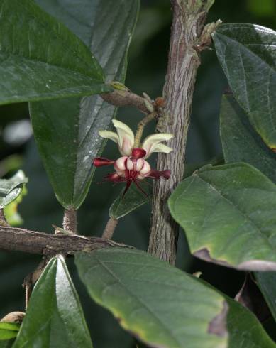 Fotografia de capa Theobroma grandiflorum - do Jardim Botânico