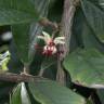 Fotografia 1 da espécie Theobroma grandiflorum do Jardim Botânico UTAD