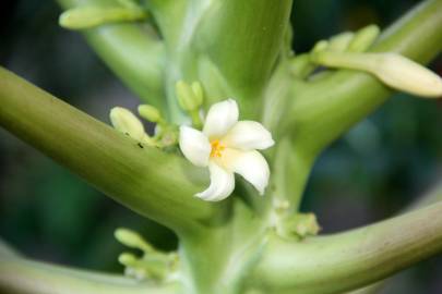 Fotografia da espécie Carica papaya