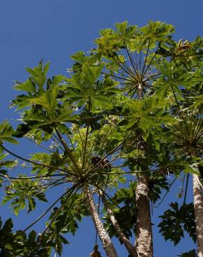 Fotografia 3 da espécie Carica papaya no Jardim Botânico UTAD