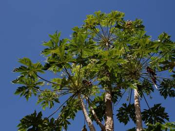 Fotografia da espécie Carica papaya