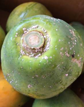 Fotografia 4 da espécie Carica papaya no Jardim Botânico UTAD