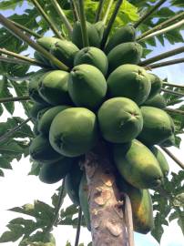 Fotografia da espécie Carica papaya