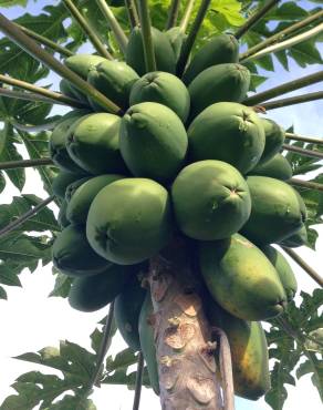 Fotografia 5 da espécie Carica papaya no Jardim Botânico UTAD