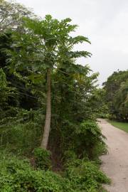 Fotografia da espécie Carica papaya