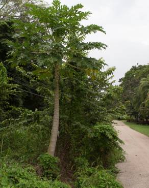 Fotografia 6 da espécie Carica papaya no Jardim Botânico UTAD