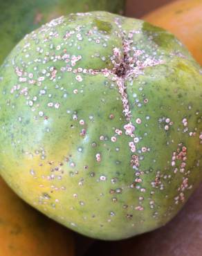 Fotografia 8 da espécie Carica papaya no Jardim Botânico UTAD