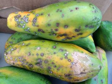 Fotografia da espécie Carica papaya