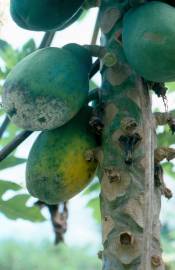 Fotografia da espécie Carica papaya