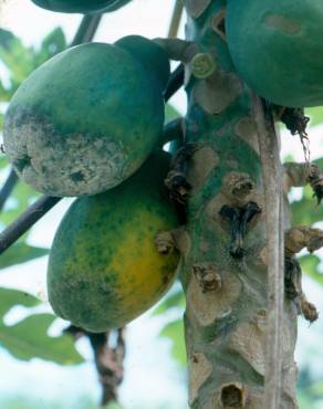 Fotografia 11 da espécie Carica papaya no Jardim Botânico UTAD