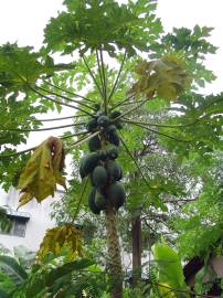 Fotografia da espécie Carica papaya