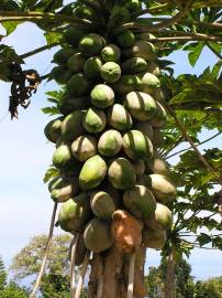 Fotografia da espécie Carica papaya