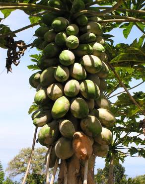 Fotografia 14 da espécie Carica papaya no Jardim Botânico UTAD