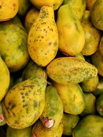 Fotografia da espécie Carica papaya