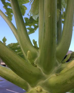 Fotografia 16 da espécie Carica papaya no Jardim Botânico UTAD