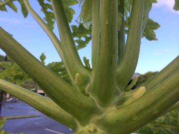 Fotografia da espécie Carica papaya
