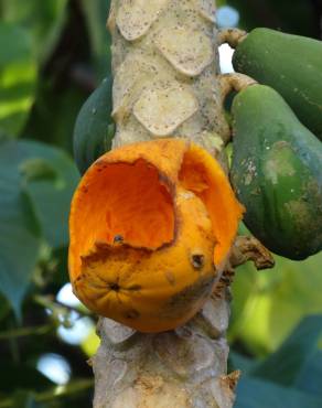 Fotografia 17 da espécie Carica papaya no Jardim Botânico UTAD