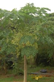 Fotografia da espécie Carica papaya