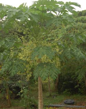 Fotografia 18 da espécie Carica papaya no Jardim Botânico UTAD