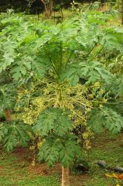 Fotografia da espécie Carica papaya