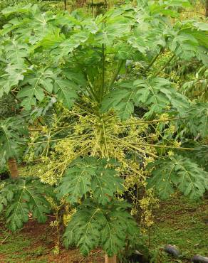 Fotografia 19 da espécie Carica papaya no Jardim Botânico UTAD