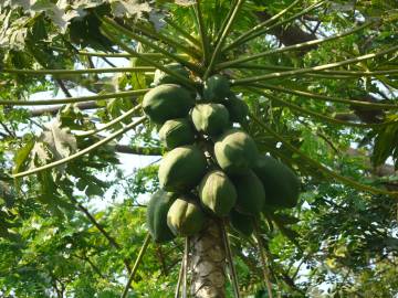 Fotografia da espécie Carica papaya