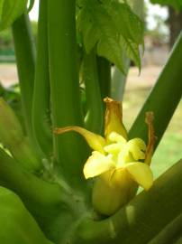 Fotografia da espécie Carica papaya