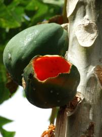 Fotografia da espécie Carica papaya