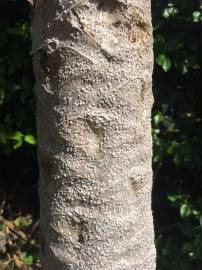 Fotografia da espécie Carica papaya