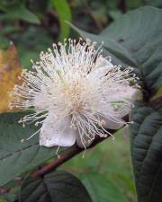 Fotografia da espécie Psidium guajava