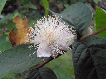Fotografia da espécie Psidium guajava