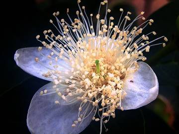 Fotografia da espécie Psidium guajava