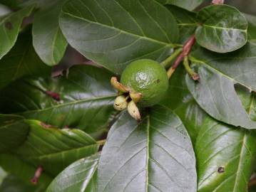 Fotografia da espécie Psidium guajava