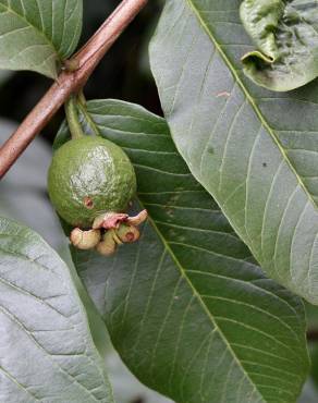 Fotografia 4 da espécie Psidium guajava no Jardim Botânico UTAD