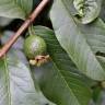 Fotografia 4 da espécie Psidium guajava do Jardim Botânico UTAD