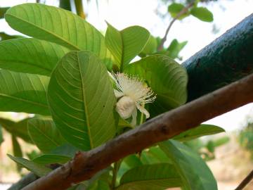 Fotografia da espécie Psidium guajava