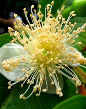 Fotografia 6 da espécie Psidium guajava no Jardim Botânico UTAD