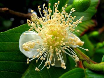 Fotografia da espécie Psidium guajava