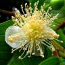 Fotografia 6 da espécie Psidium guajava do Jardim Botânico UTAD